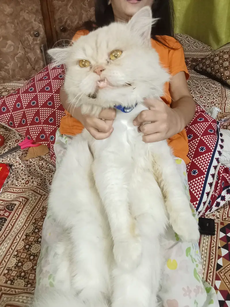 Healthy Pure Punch Face Cream Persian Male Cat for Sale — photo 12