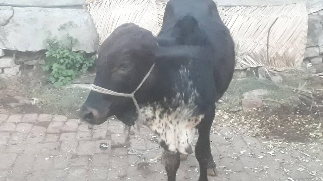 دو بچھرے فار سیل 3