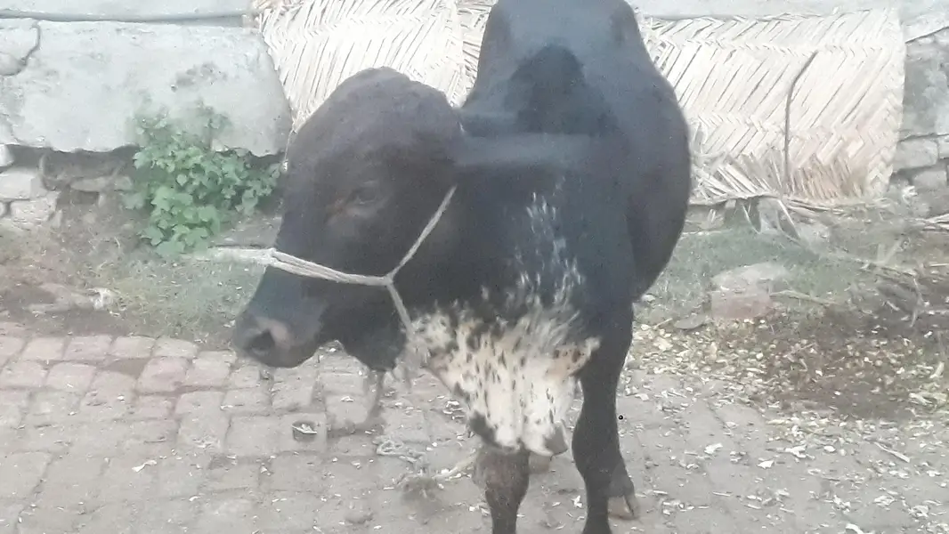 دو بچھرے فار سیل — photo 4