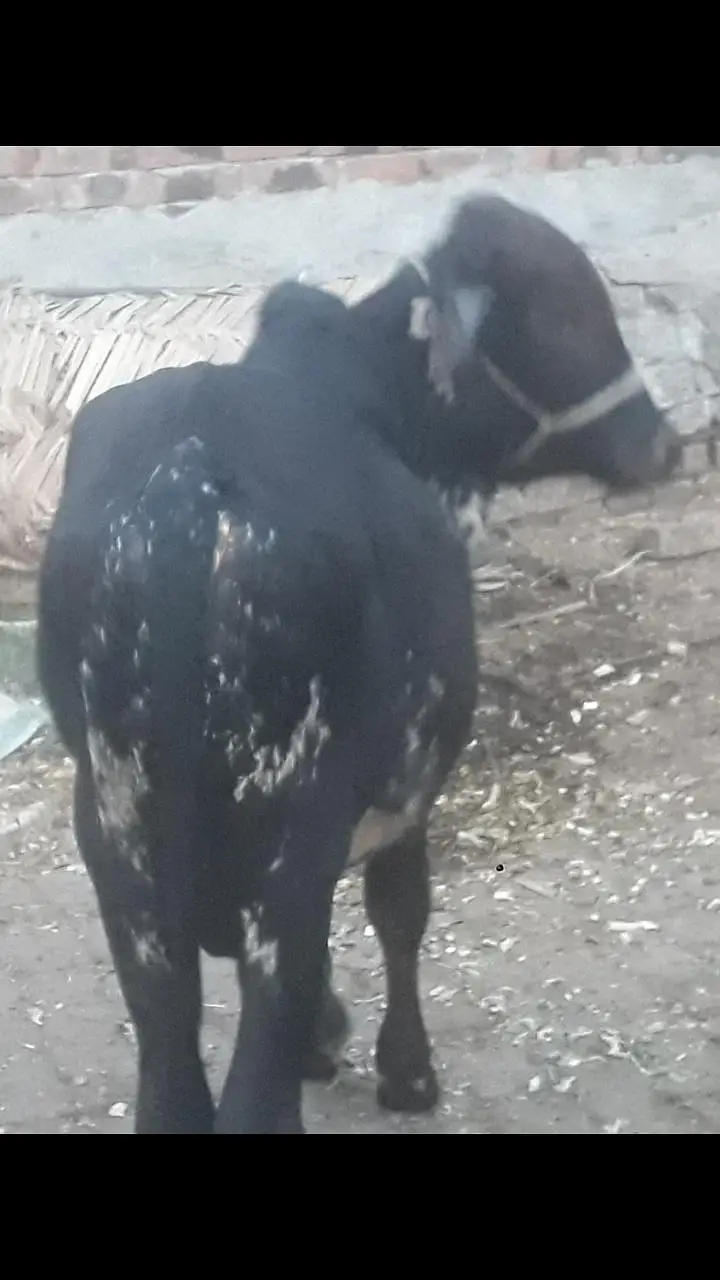 دو بچھرے فار سیل — photo 5