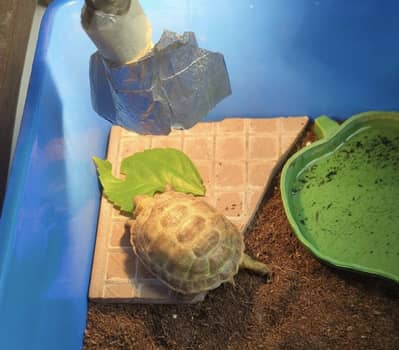 Russian Tortoise ( almost 2 years old )