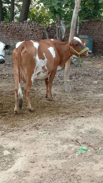red Friesian cow