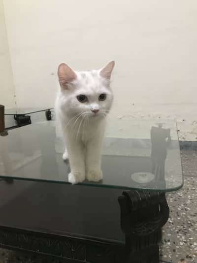 Persian cats