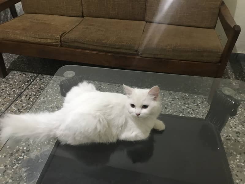 Persian cats 1