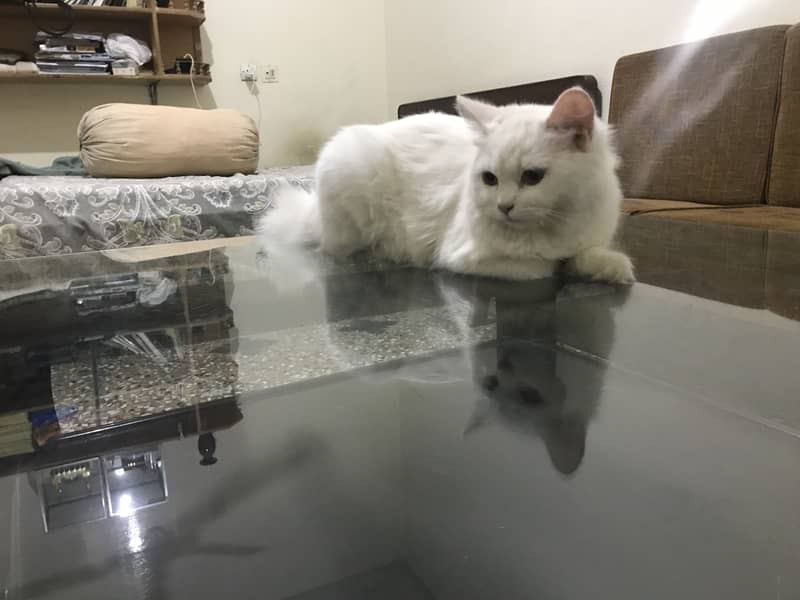 Persian cats 2