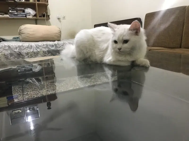 Persian cats — photo 3