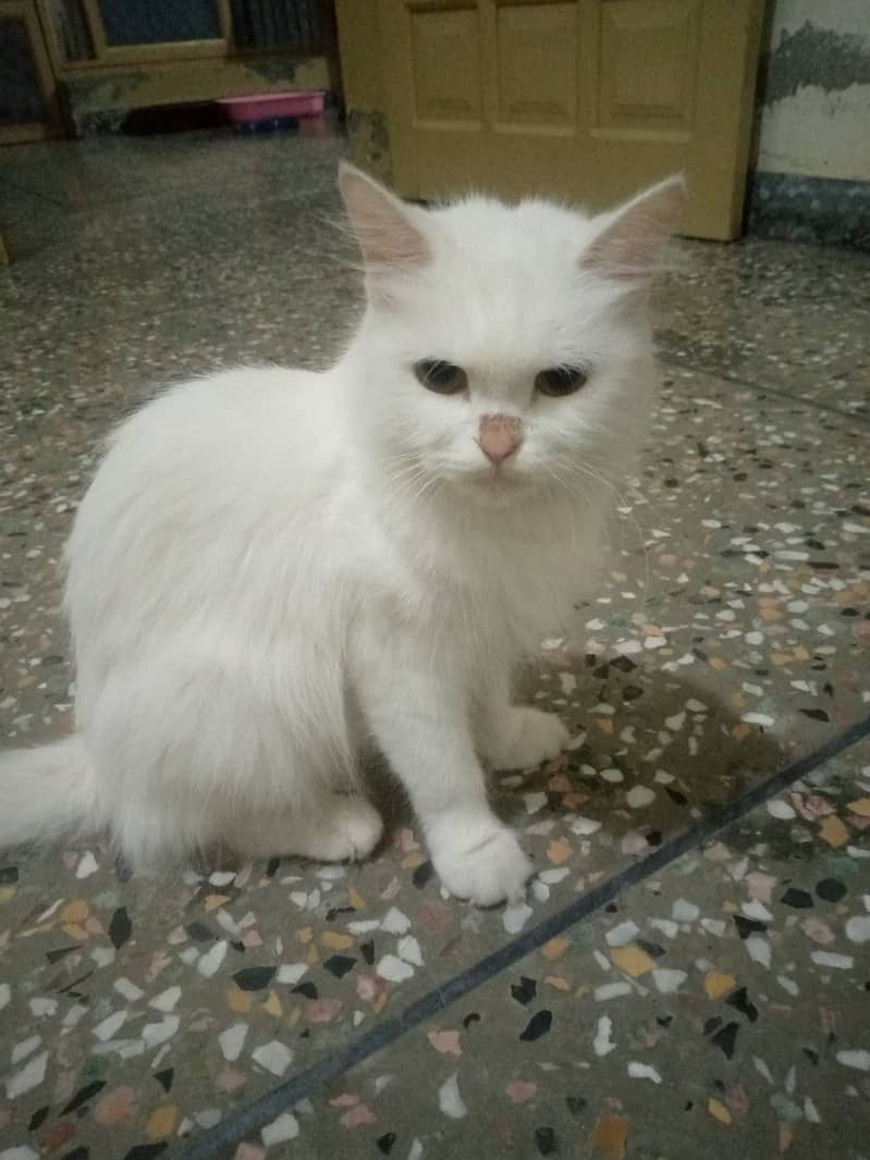 Persian cats 3