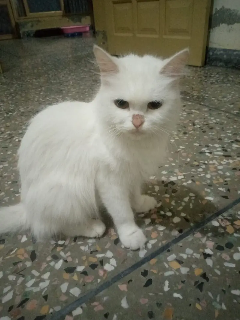 Persian cats — photo 4