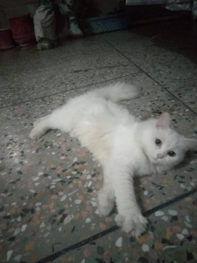 Persian cats 4