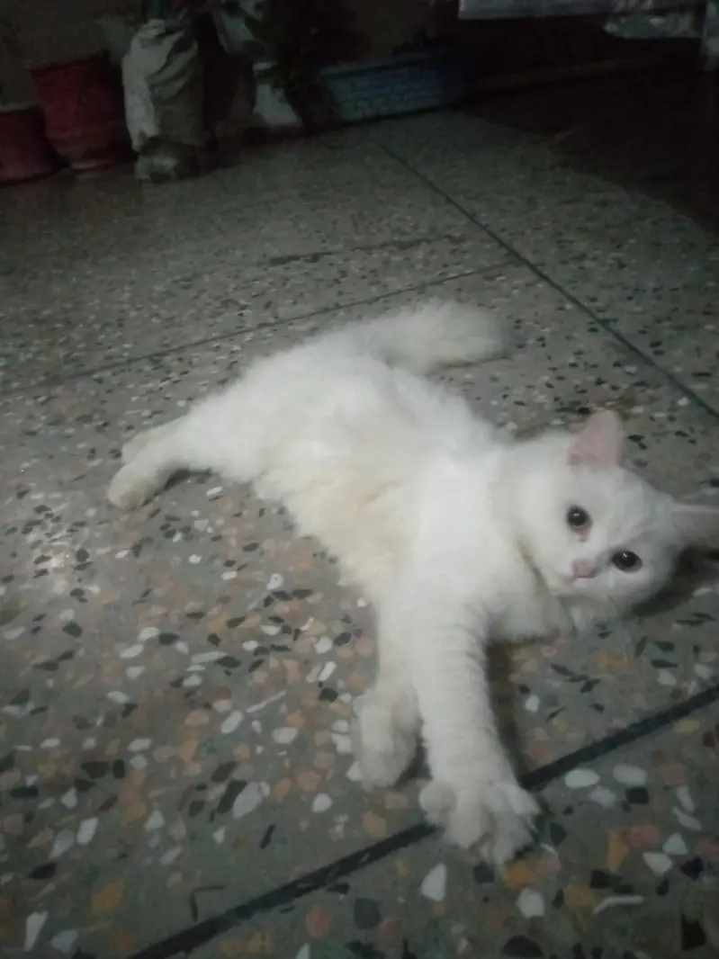 Persian cats — photo 5