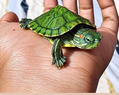 RED EARED SLIDER TURTLE