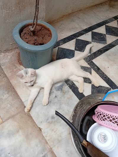 single coat Persian male cat loking for new caring family