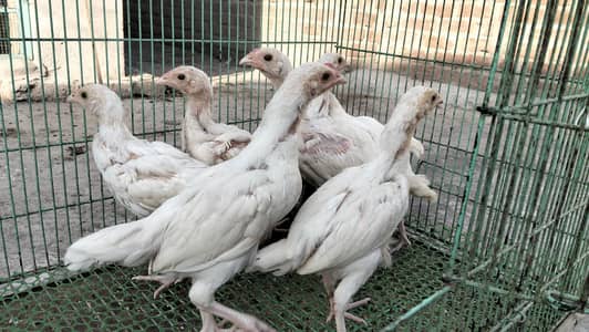 Heera Aseel Chicks