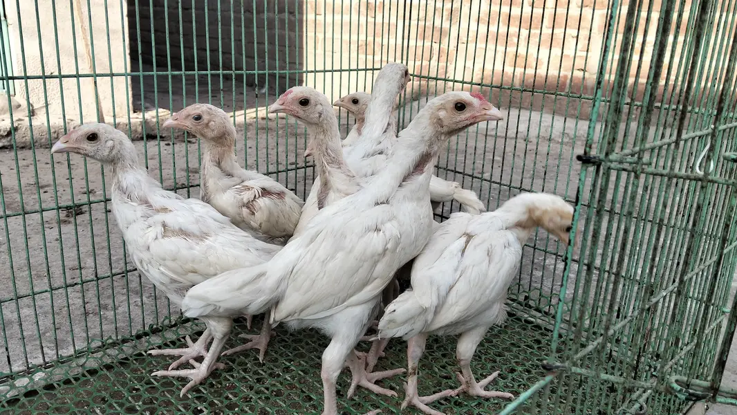 Heera Aseel Chicks — photo 2