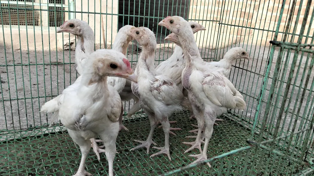Heera Aseel Chicks — photo 3