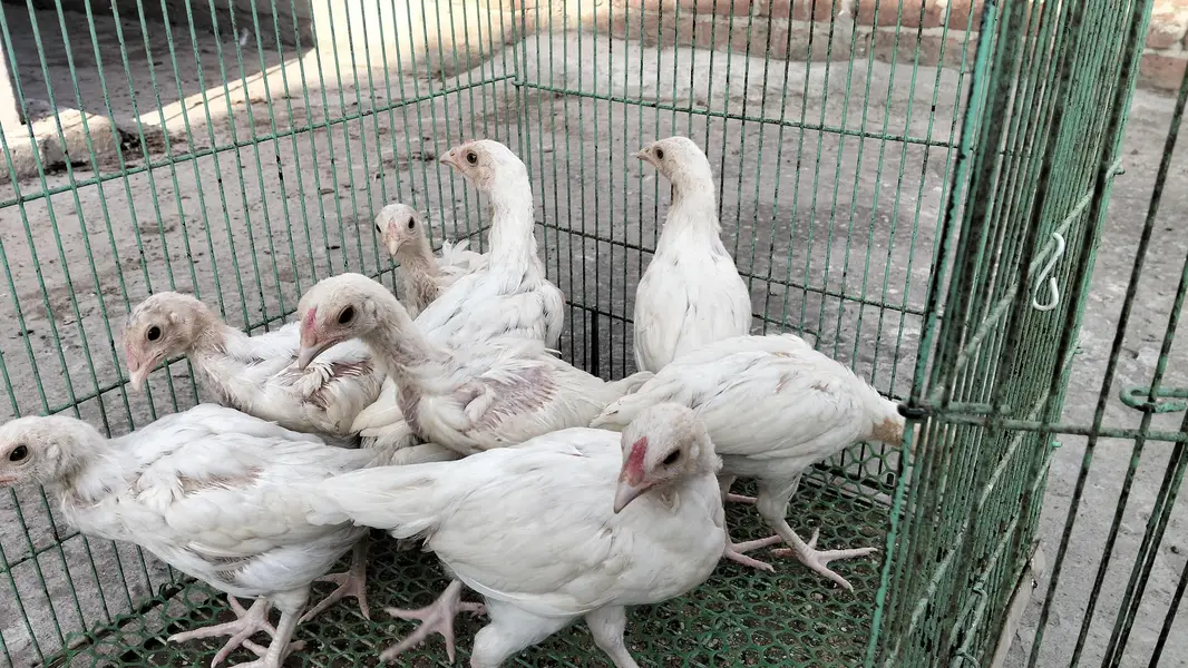 Heera Aseel Chicks — photo 4