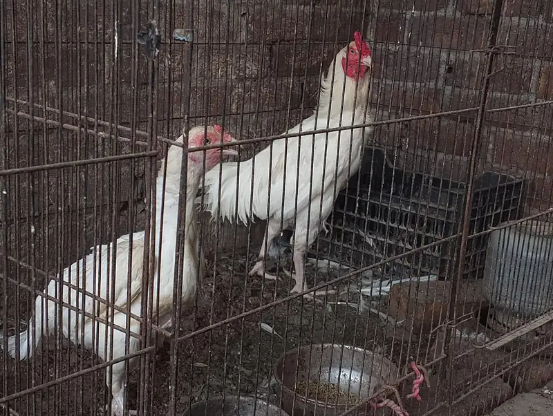Heera Aseel Chicks — photo 5