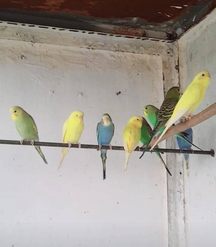 for sell 0