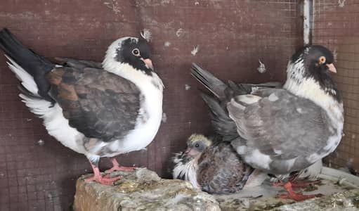 Ghazi Modena Chicks, Black Danish Chicks, Ghazi Modena Breeder male