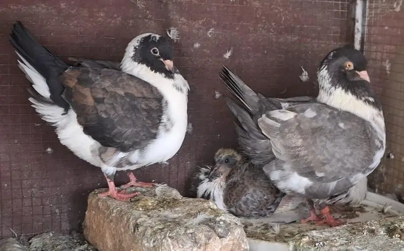 Ghazi Modena Chicks, Black Danish Chicks, Ghazi Modena Breeder male — photo 2