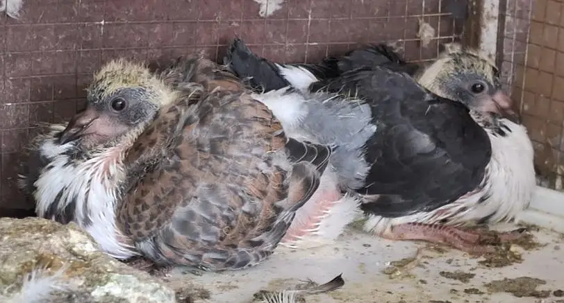 Ghazi Modena Chicks, Black Danish Chicks, Ghazi Modena Breeder male — photo 3