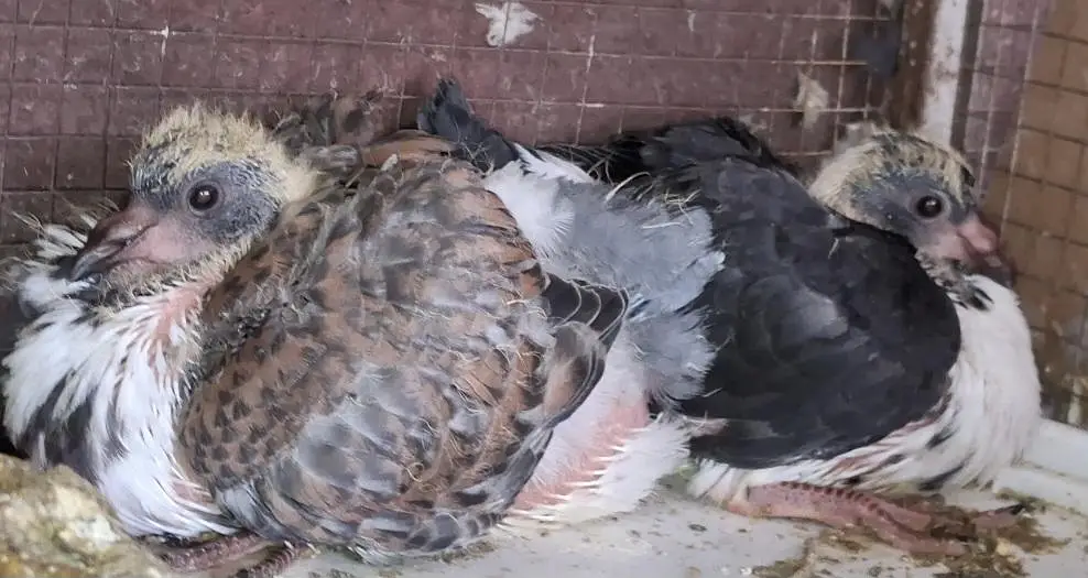Ghazi Modena Chicks, Black Danish Chicks, Ghazi Modena Breeder male — photo 4