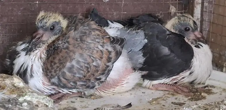 Ghazi Modena Chicks, Black Danish Chicks, Ghazi Modena Breeder male — photo 5