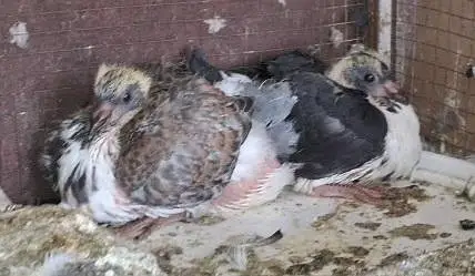 Ghazi Modena Chicks, Black Danish Chicks, Ghazi Modena Breeder male — photo 6