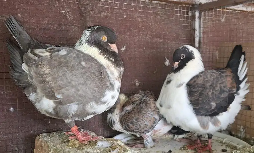 Ghazi Modena Chicks, Black Danish Chicks, Ghazi Modena Breeder male — photo 7