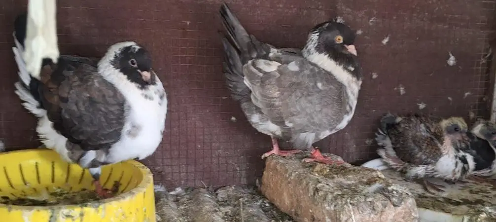 Ghazi Modena Chicks, Black Danish Chicks, Ghazi Modena Breeder male — photo 8