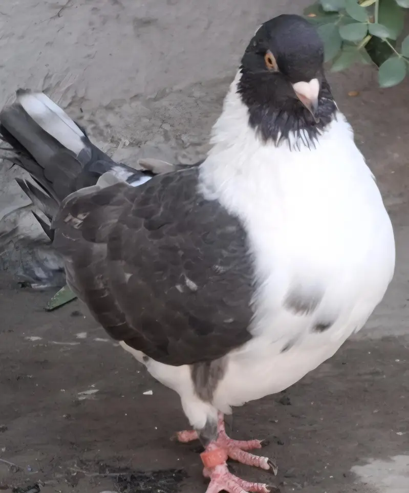 Ghazi Modena Chicks, Black Danish Chicks, Ghazi Modena Breeder male — photo 9