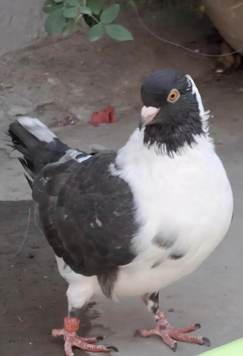 Ghazi Modena Chicks, Black Danish Chicks, Ghazi Modena Breeder male — photo 10