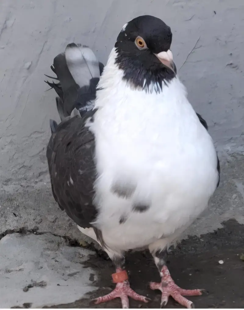 Ghazi Modena Chicks, Black Danish Chicks, Ghazi Modena Breeder male — photo 11