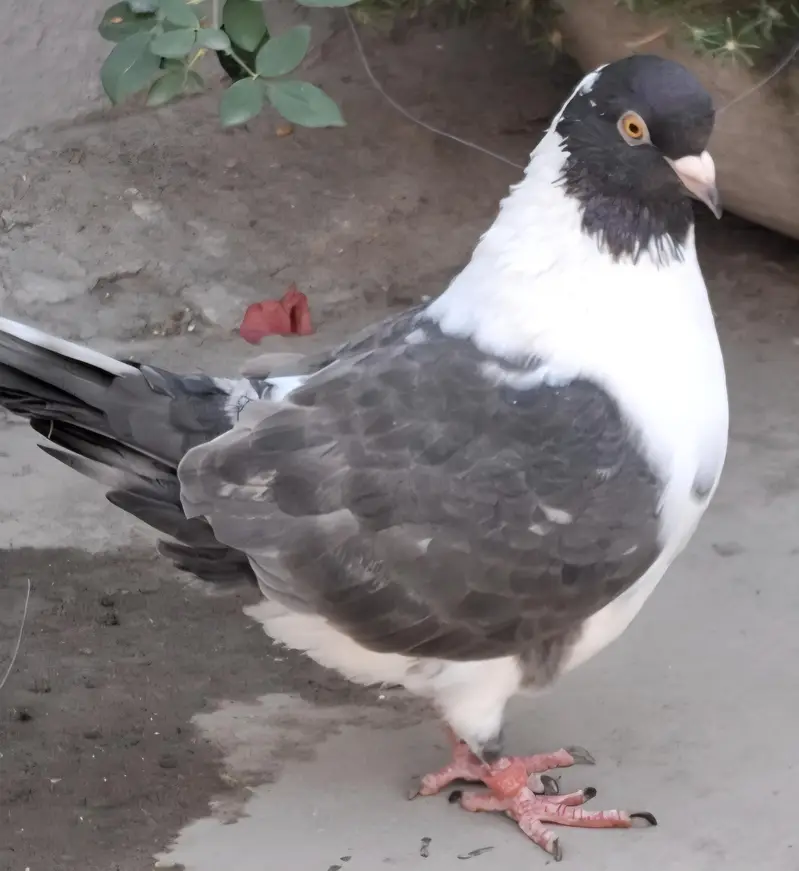 Ghazi Modena Chicks, Black Danish Chicks, Ghazi Modena Breeder male — photo 12