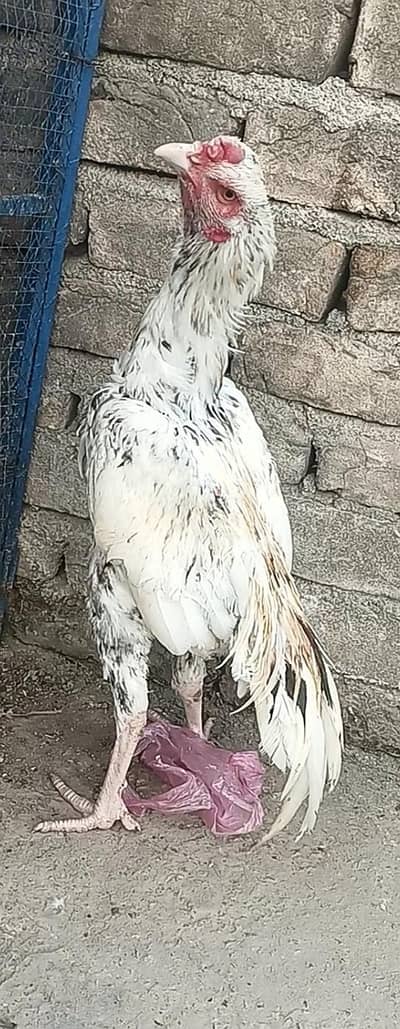 Aseel pathay for sale serious buyer rabta kara. . .