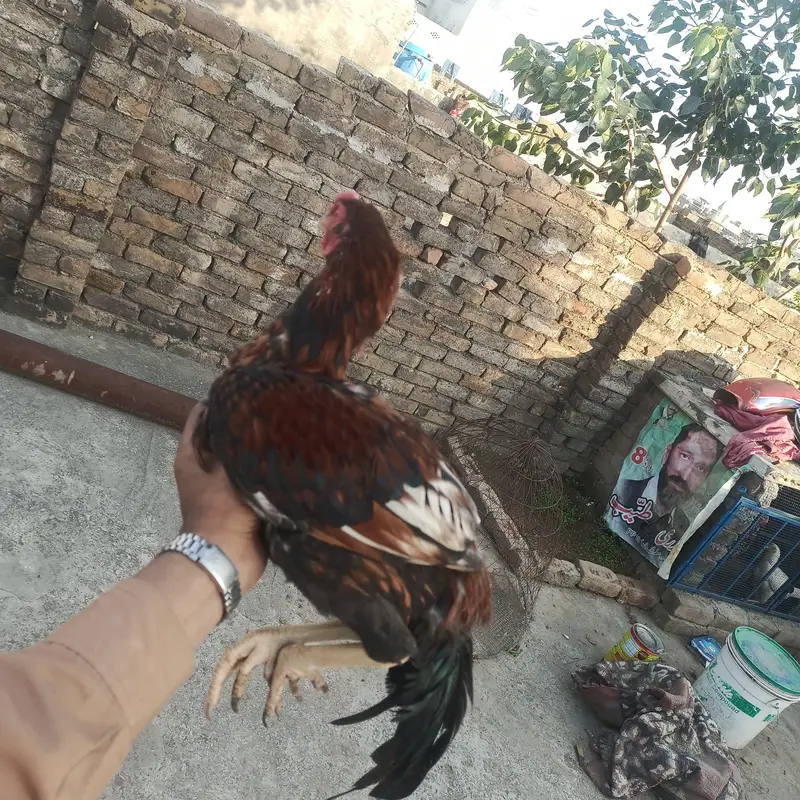 Aseel pathay for sale serious buyer rabta kara. . . — photo 4