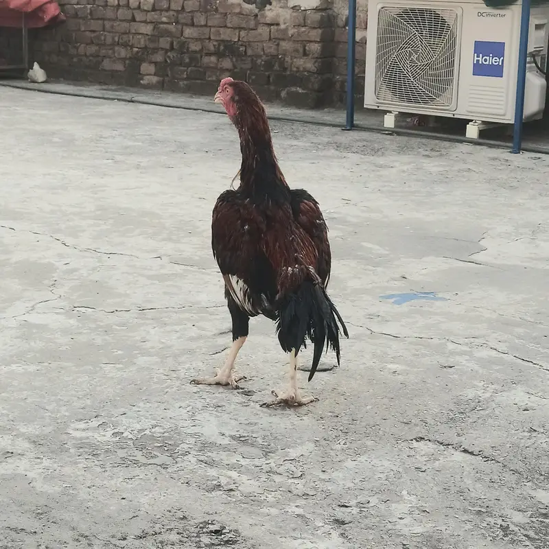 Aseel pathay for sale serious buyer rabta kara. . . — photo 5