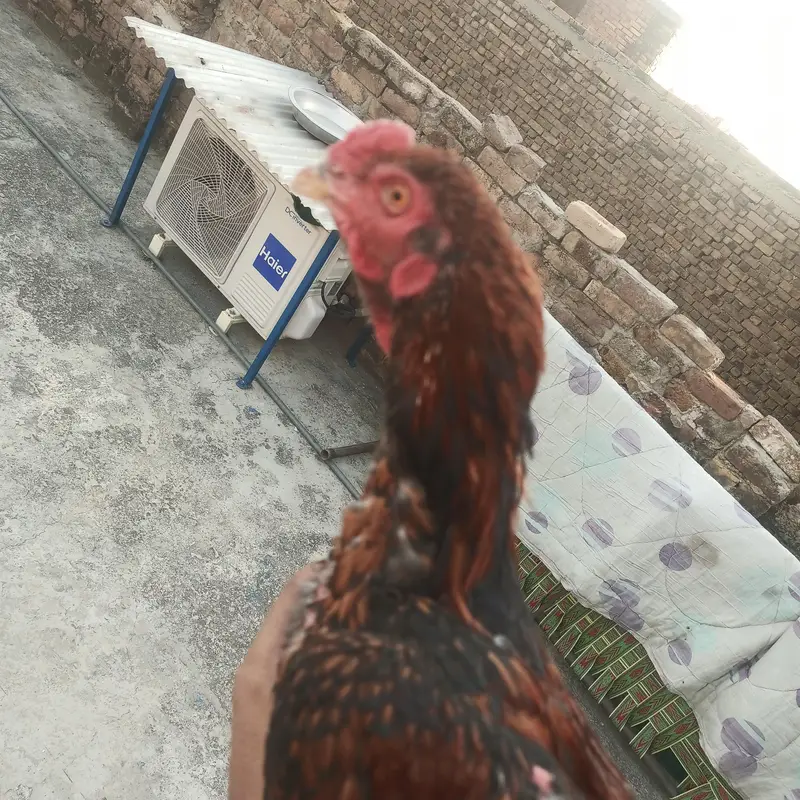 Aseel pathay for sale serious buyer rabta kara. . . — photo 6