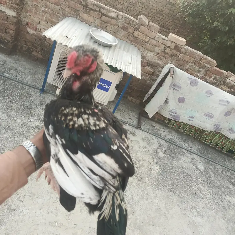 Aseel pathay for sale serious buyer rabta kara. . . — photo 8