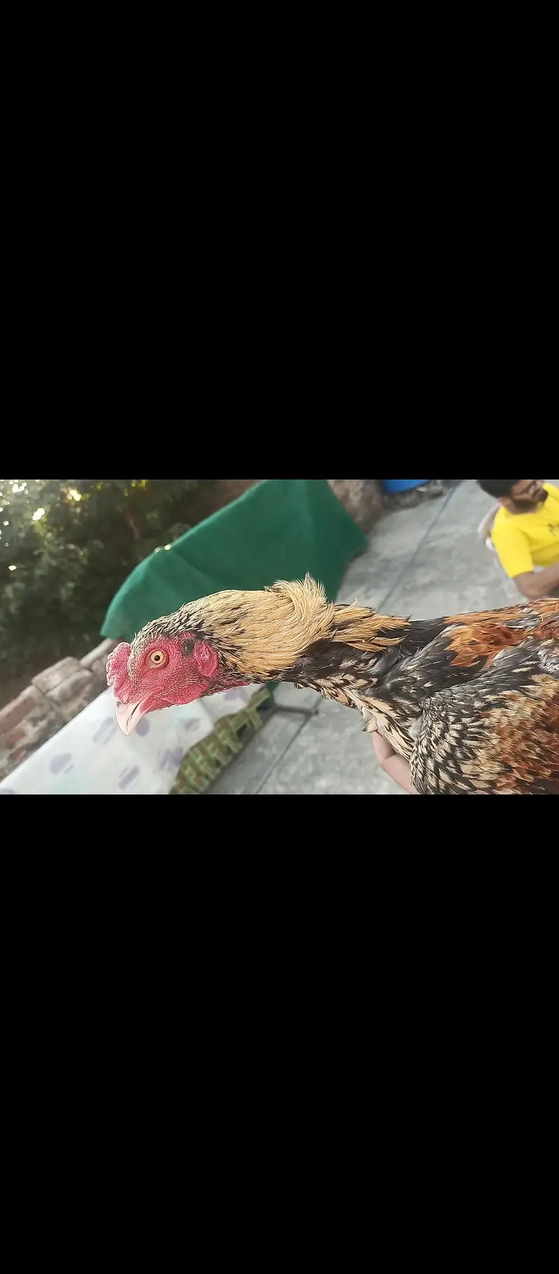 Aseel pathay for sale serious buyer rabta kara. . . — photo 12