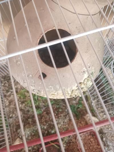 sale lovebirds breder pair with eggs