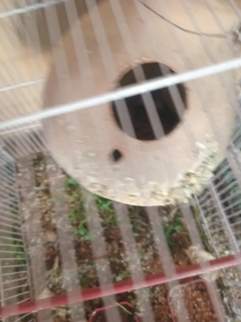sale lovebirds breder pair with eggs — photo 2