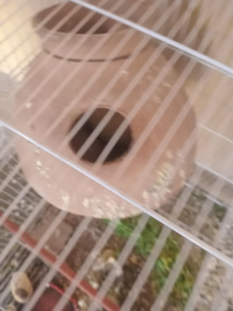 sale lovebirds breder pair with eggs — photo 3