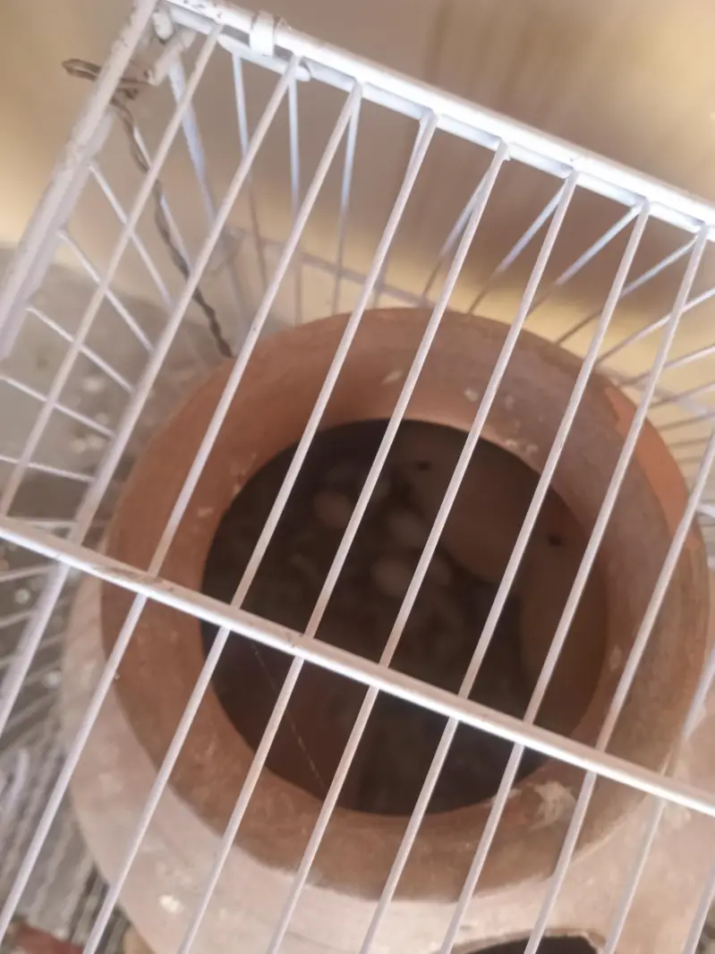sale lovebirds breder pair with eggs — photo 4