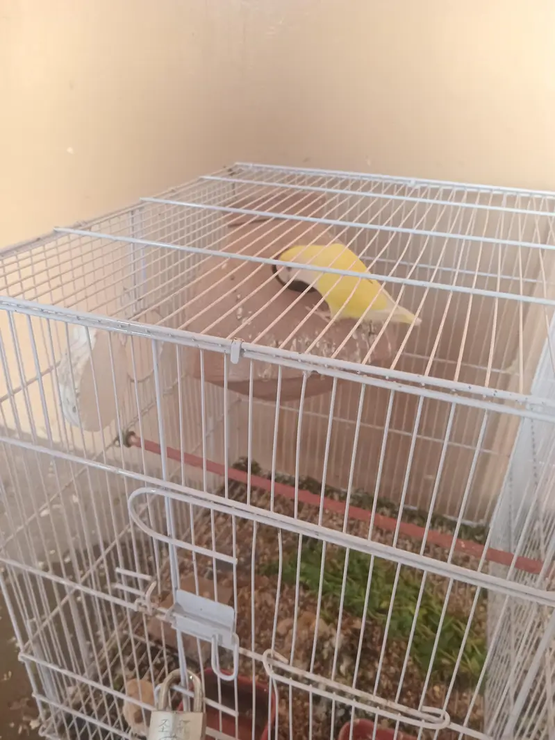 sale lovebirds breder pair with eggs — photo 5