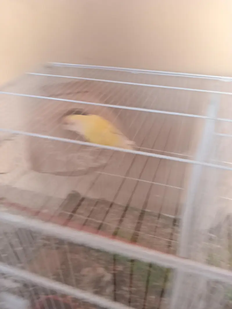 sale lovebirds breder pair with eggs — photo 6