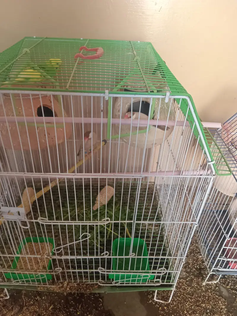 sale lovebirds breder pair with eggs — photo 7