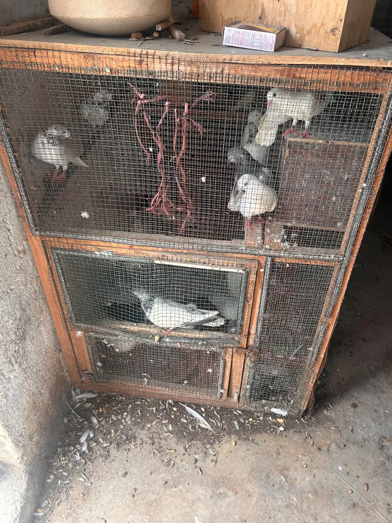 cages and matkiya for sale in reasonable price — photo 2