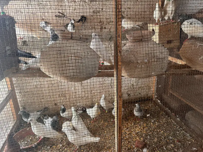 cages and matkiya for sale in reasonable price — photo 6