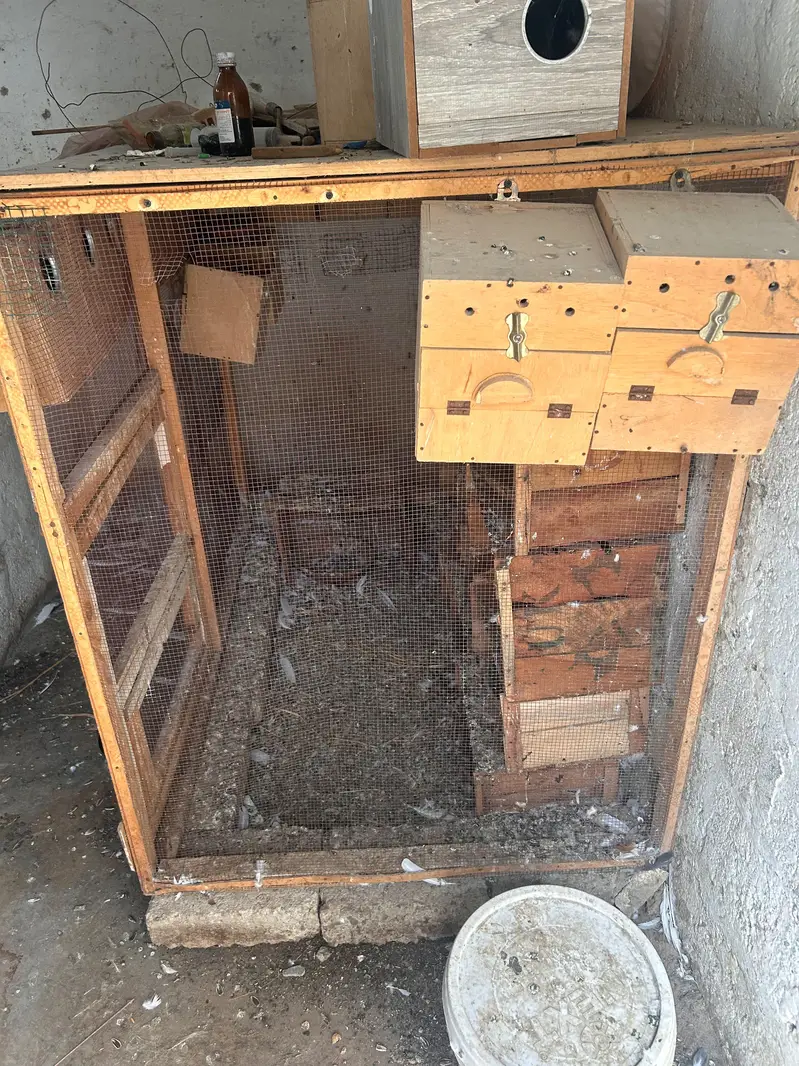 cages and matkiya for sale in reasonable price — photo 7